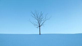 Minimalist image of a lone tree on a snowy field, conveying solitude and calm through simplicity