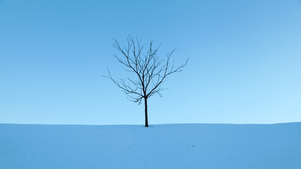 a lone tree in the middle of a snowy field