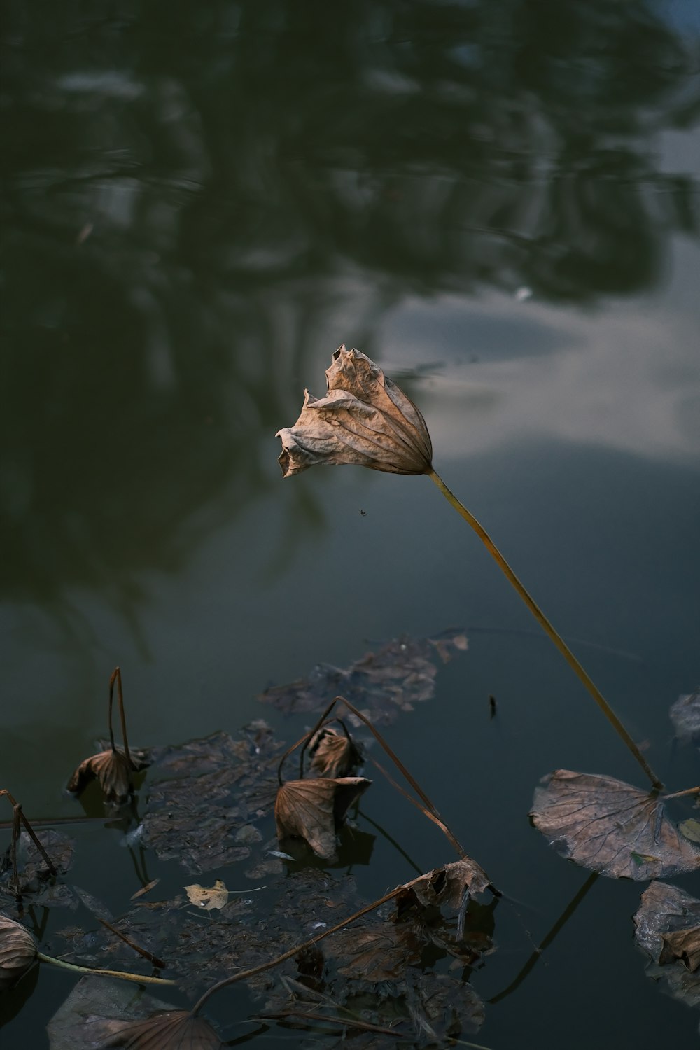 a leaf floating on top of a body of water