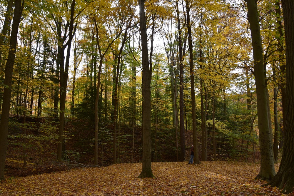 a person standing in the middle of a forest