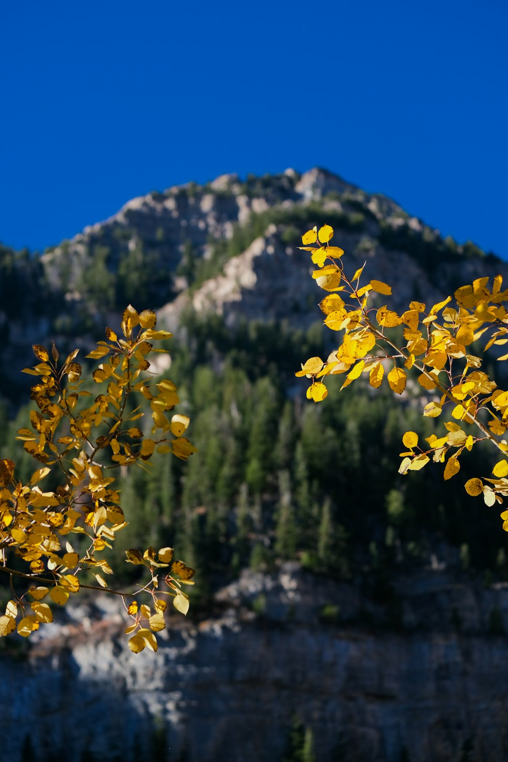 ein Baum mit gelben Blättern vor einem Berg