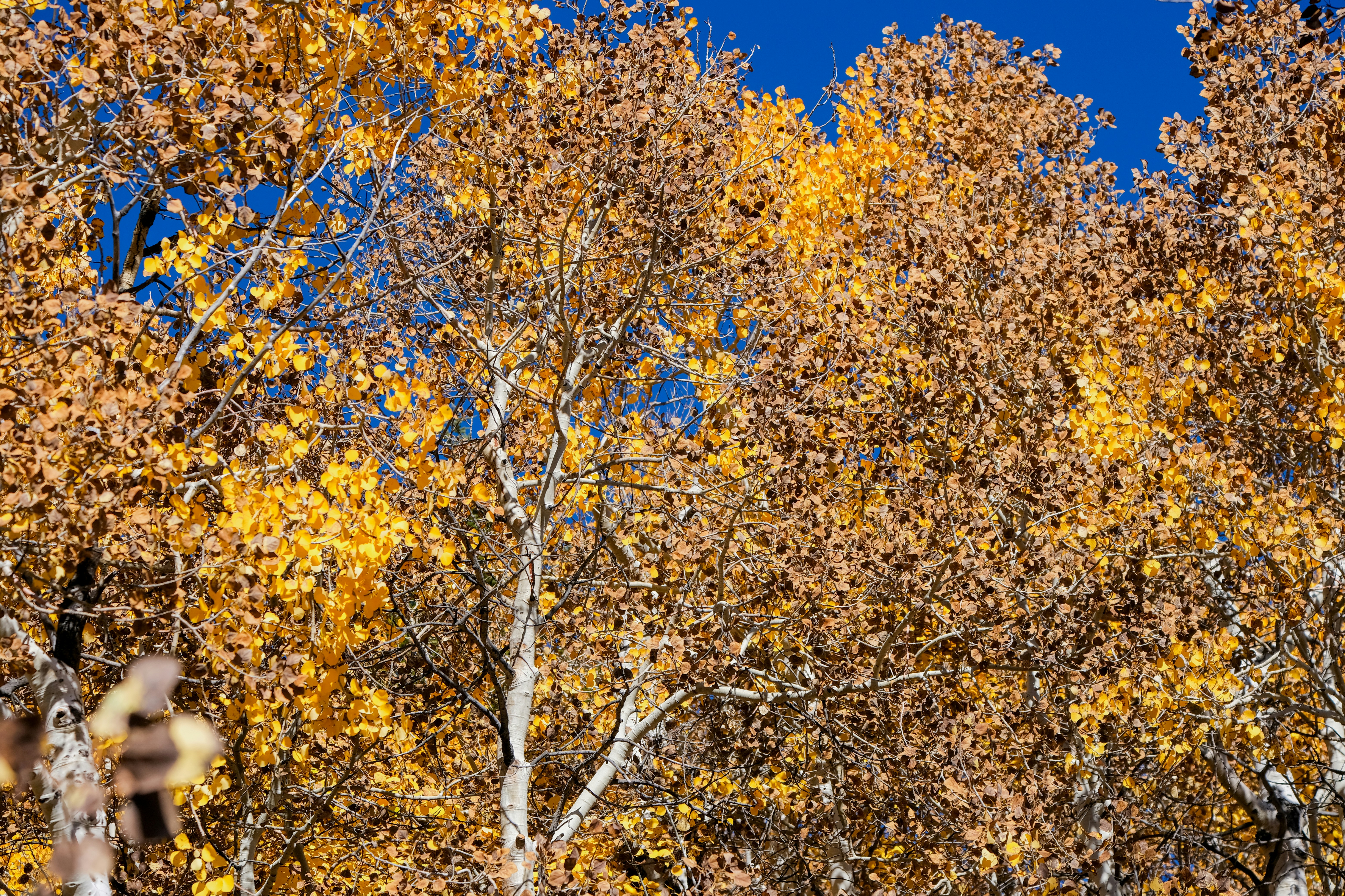 Photo by cestmoisheedy