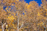 Volunteers planting native trees together on a crisp autumn day
