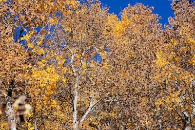 Volunteers planting native trees together on a crisp autumn day