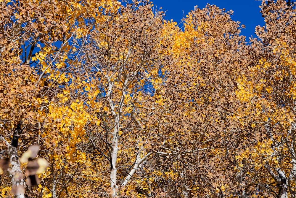 a forest filled with lots of trees covered in yellow leaves