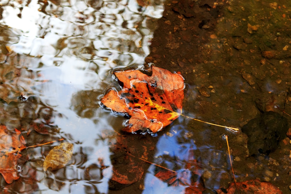 a leaf floating on top of a body of water