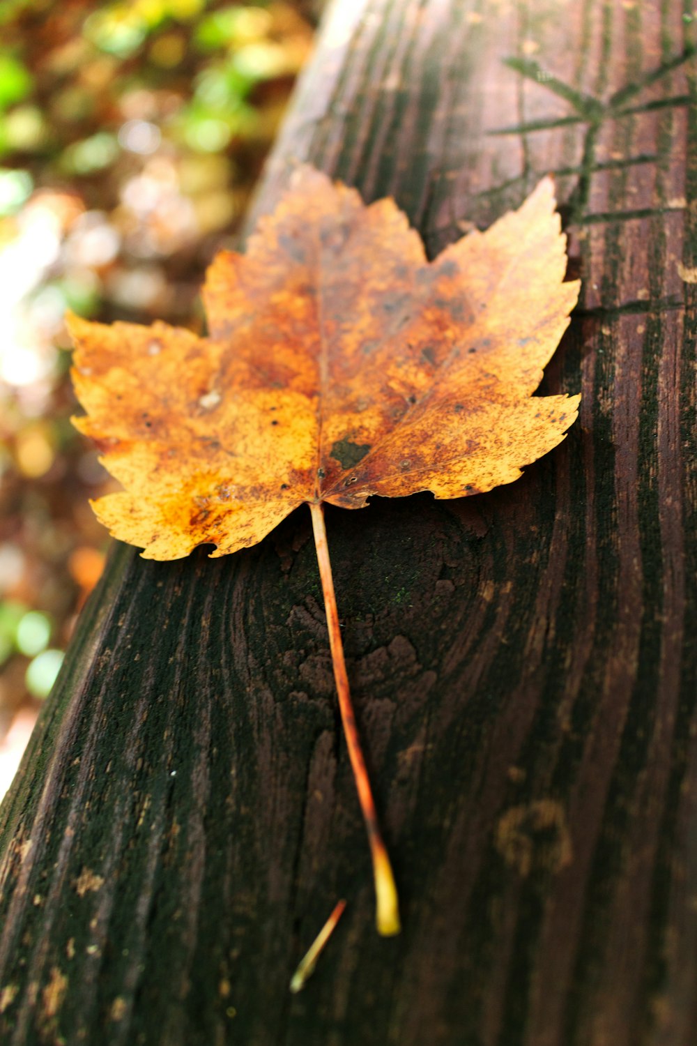 a leaf that is sitting on a wooden bench