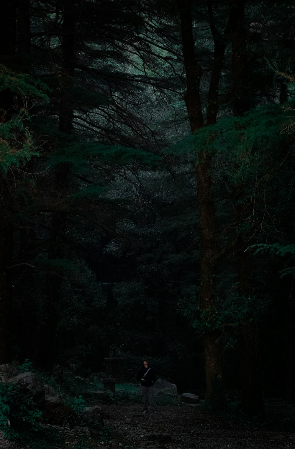 a person sitting on a bench in a dark forest