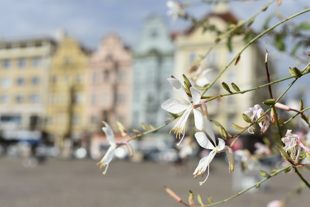 a bunch of flowers that are on a tree