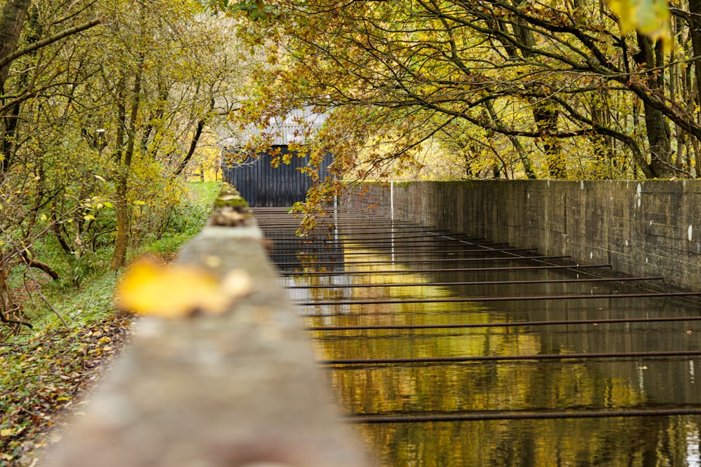 a narrow canal running through a forest filled with trees