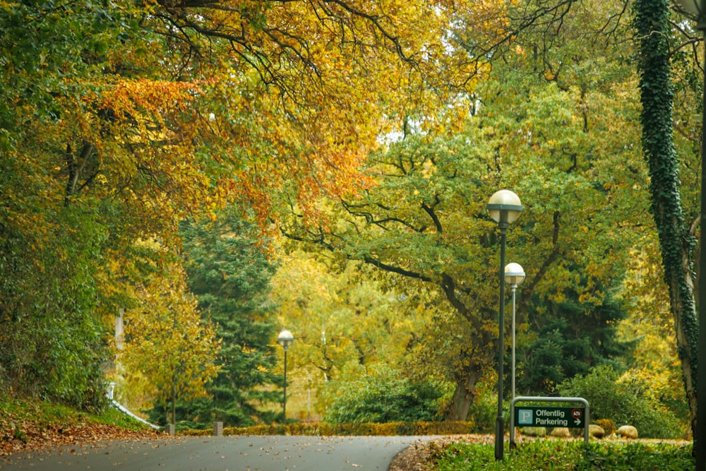 a park with trees and a bench in the middle of it