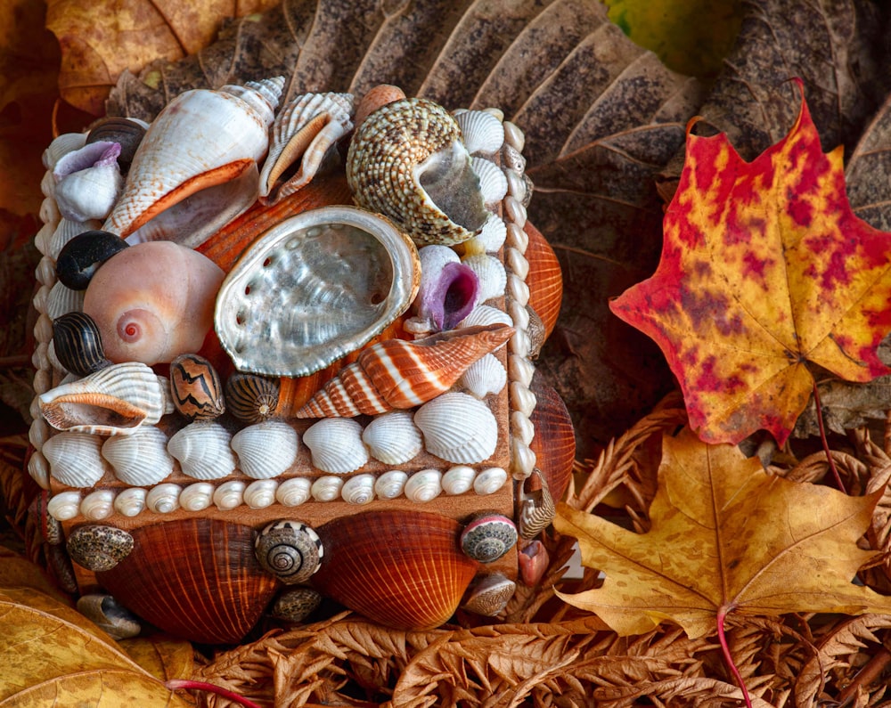 a box of seashells sits on a bed of leaves