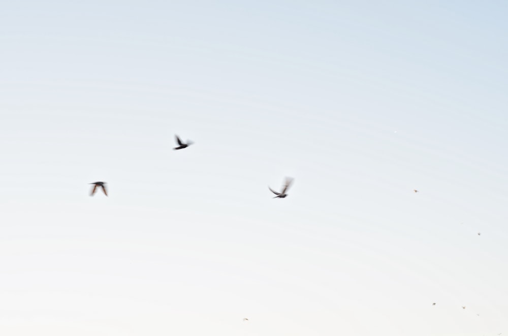 a flock of birds flying through a blue sky