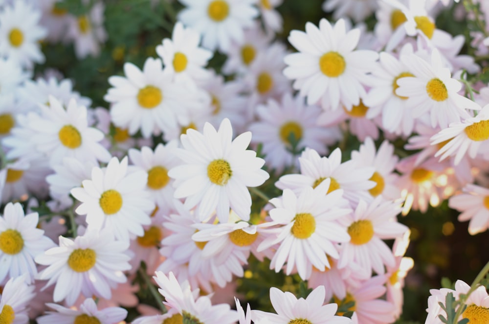 a bunch of white and yellow flowers in a field