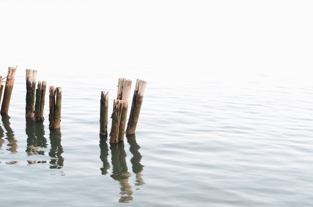 a row of wooden posts sticking out of the water