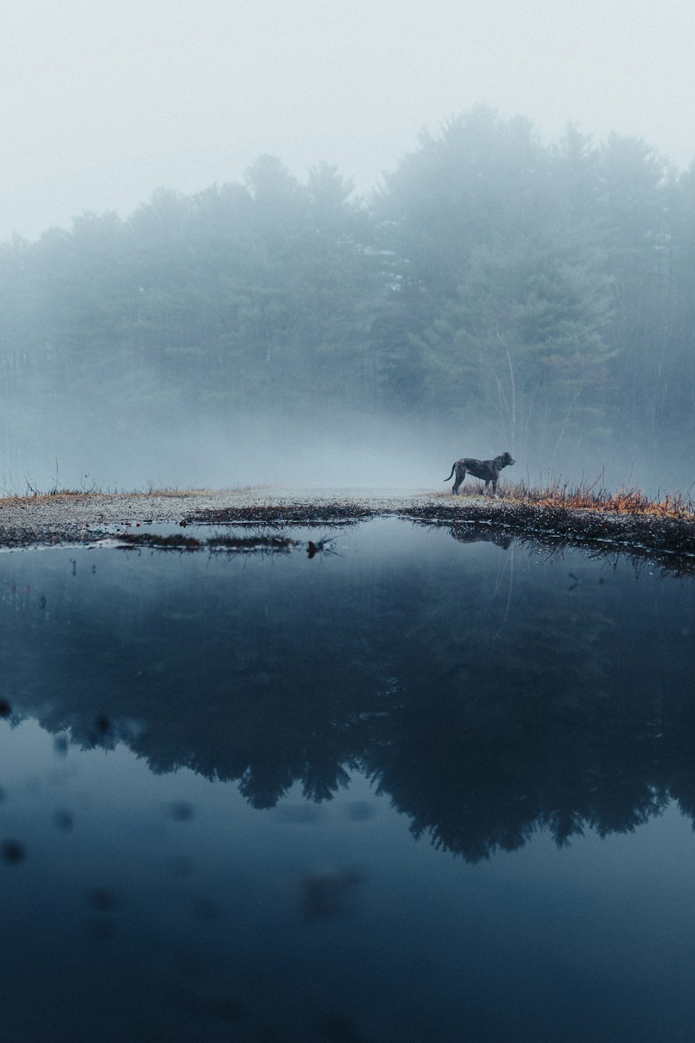 um cavalo está no meio de um lago