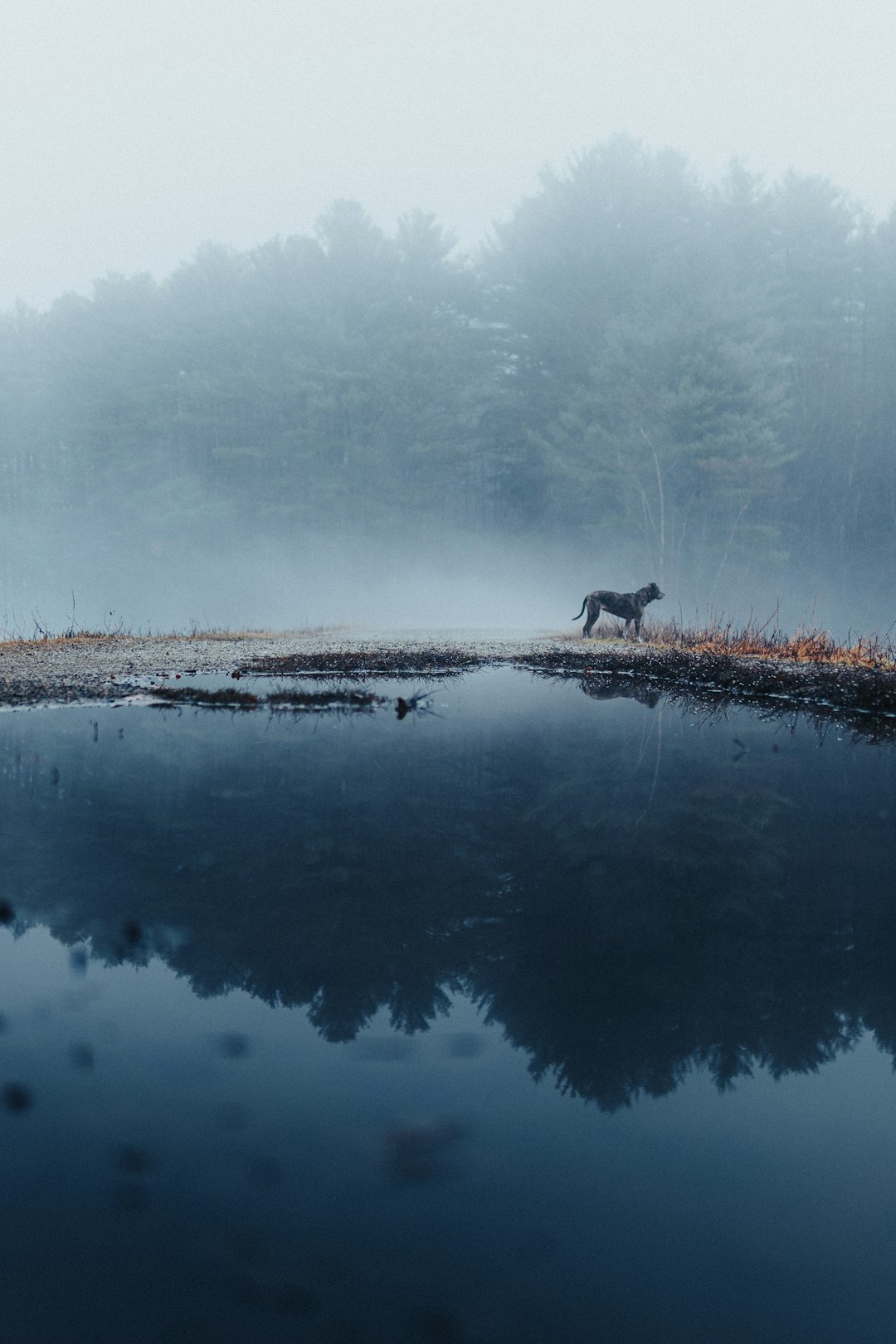 a horse is standing in the middle of a lake