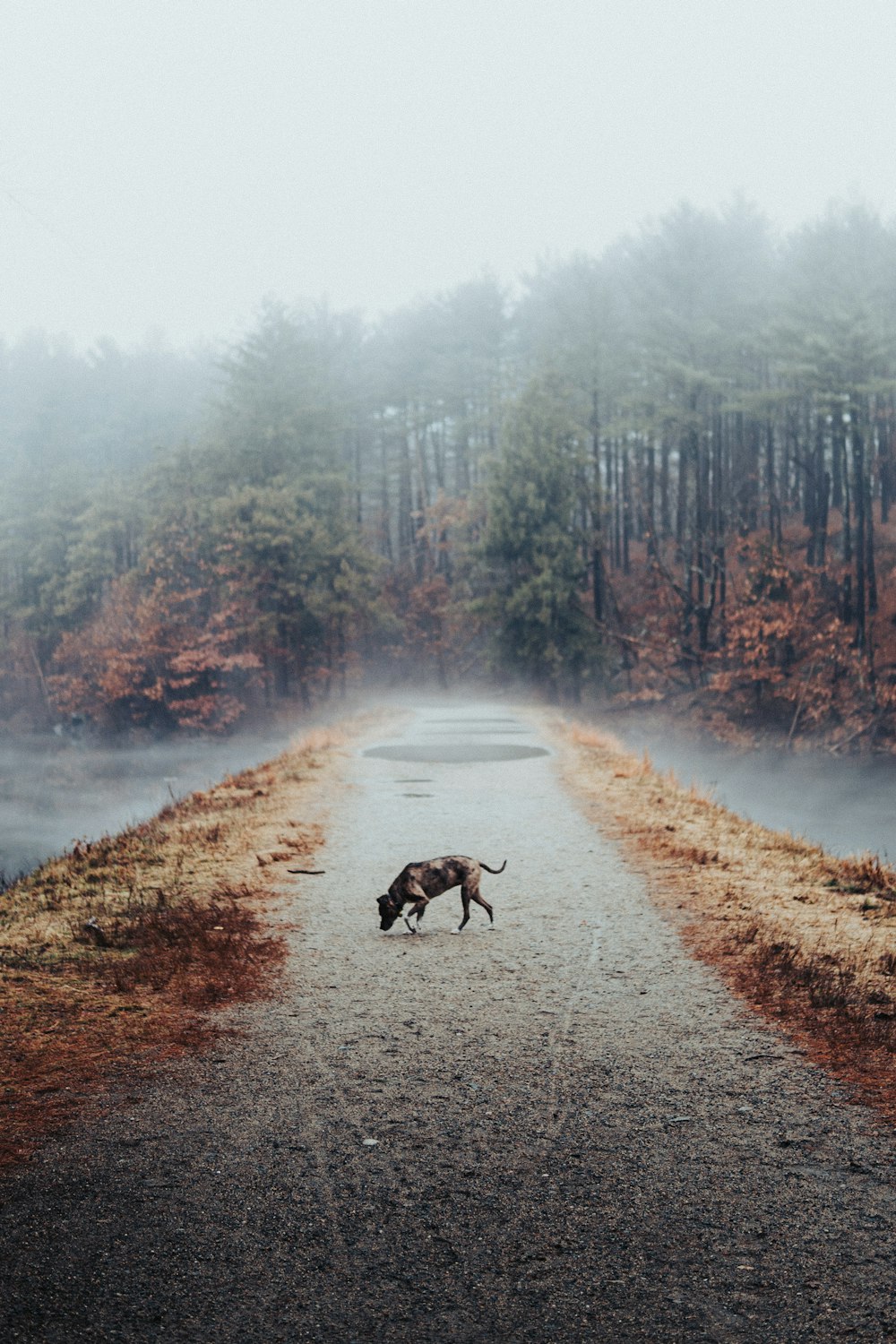 a dog walking down a road in the middle of a forest