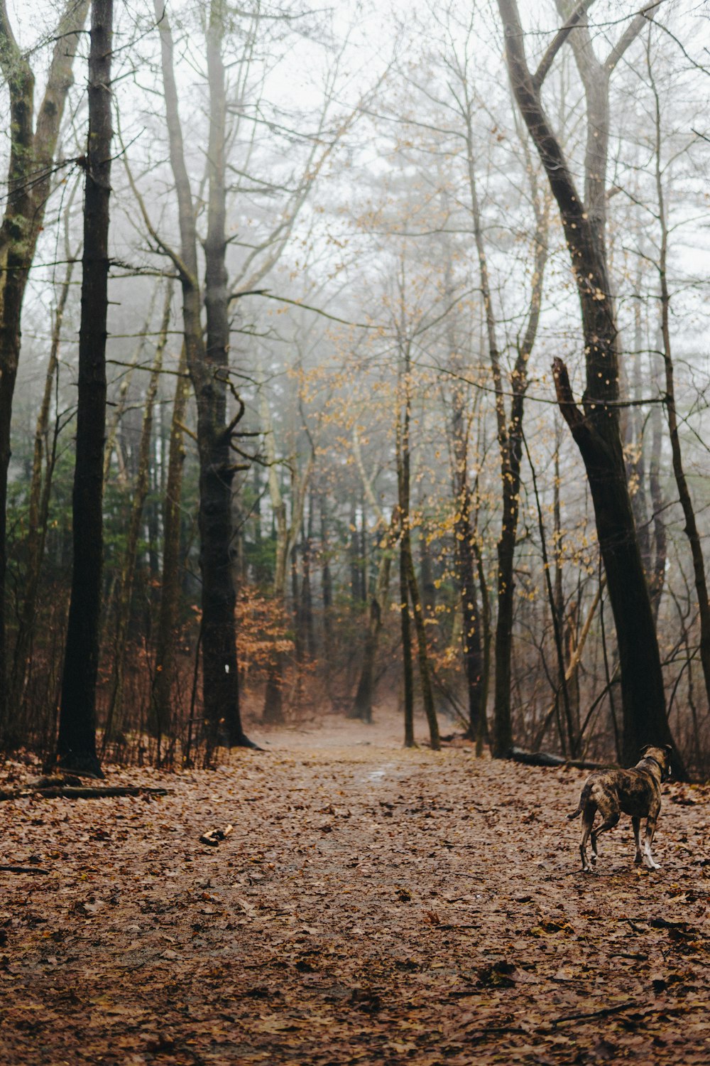 un chien qui se tient dans la boue