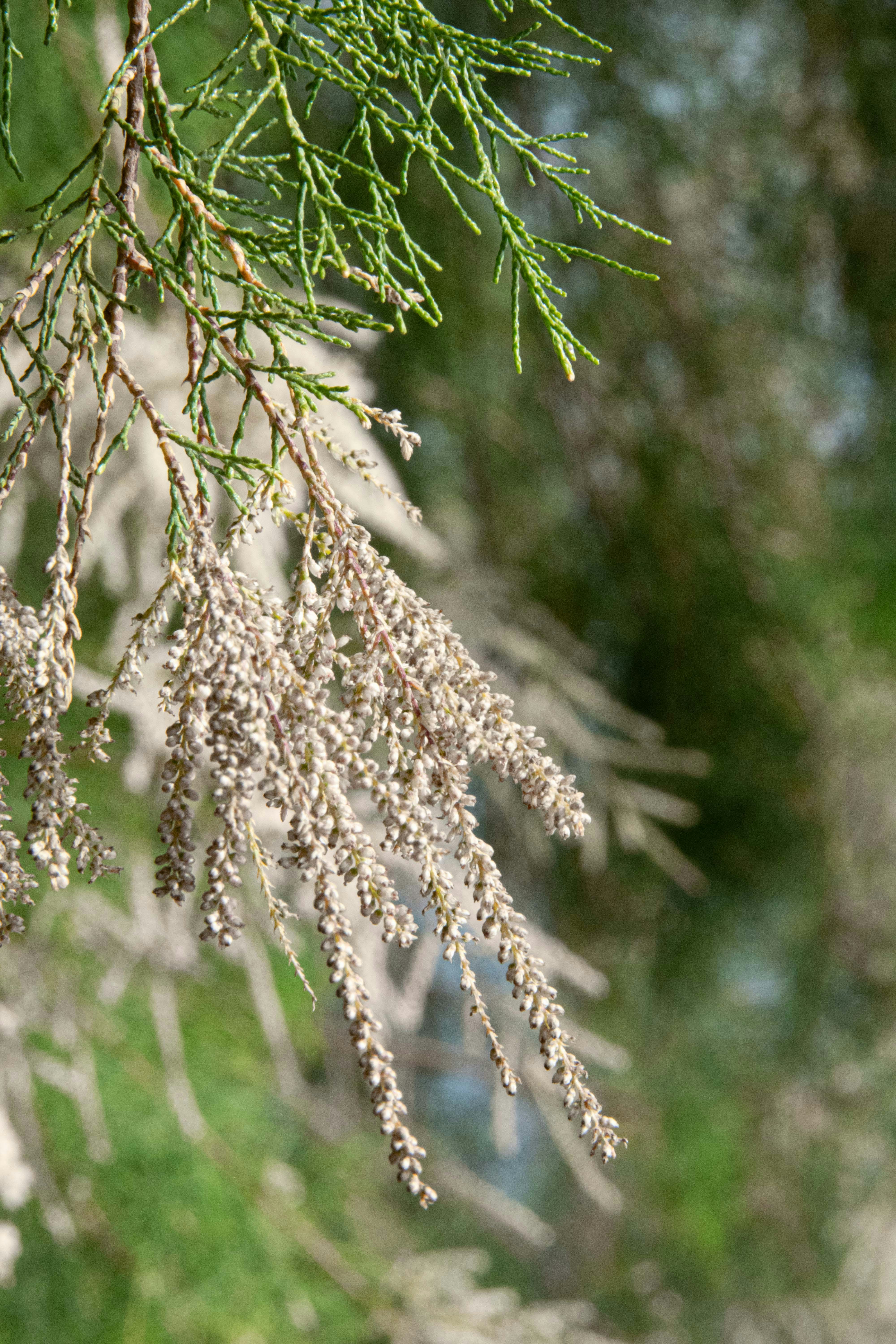 A close up of a tree branch with a blurry background photo – Free Plant ...