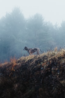 A vigilant Rural Crime Hunters Club member surveying a misty farm at dawn, ready to protect the land.