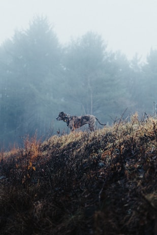 A vigilant Rural Crime Hunters Club member surveying a misty farm at dawn, ready to protect the land.