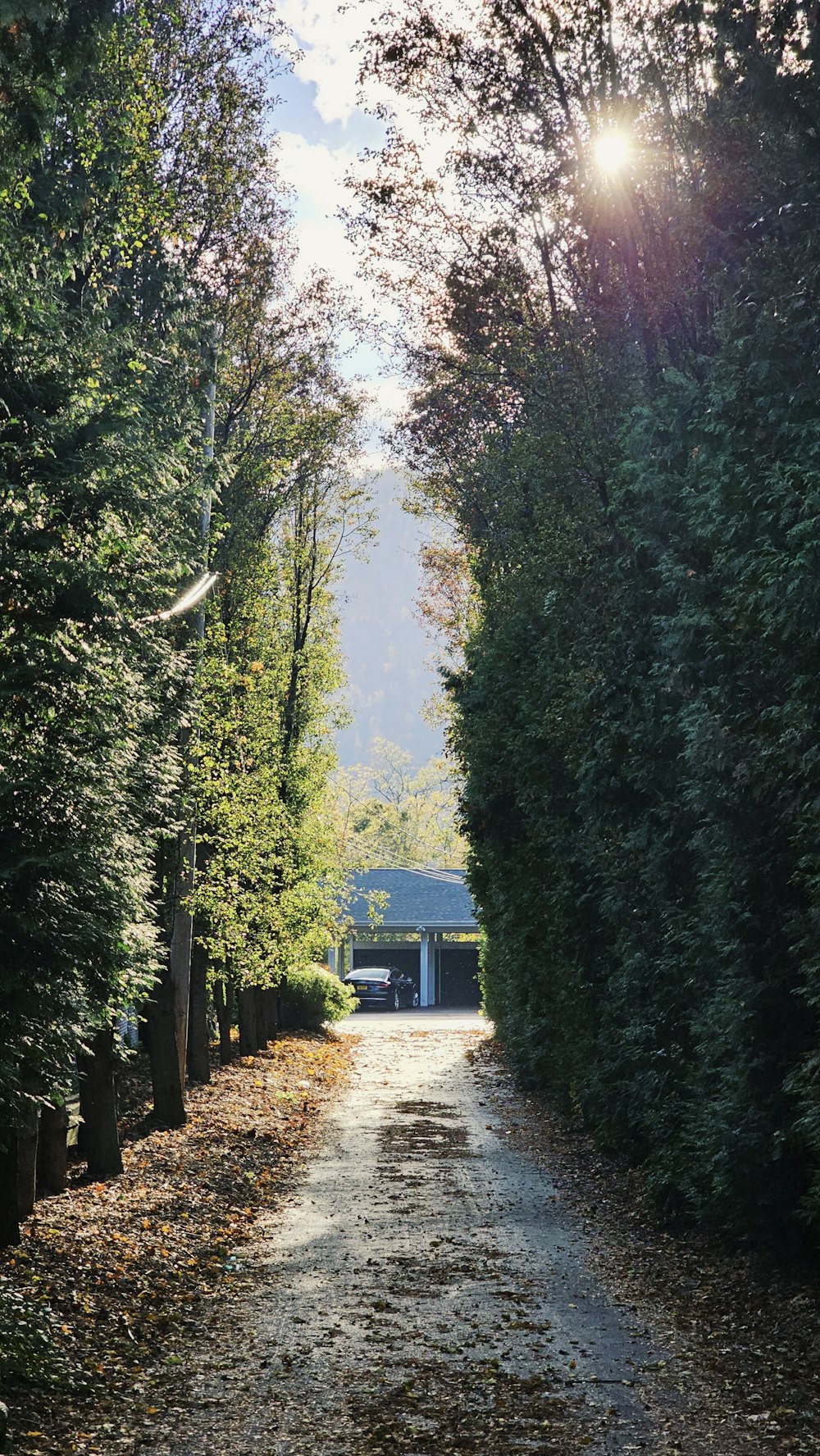 a dirt road surrounded by trees and bushes