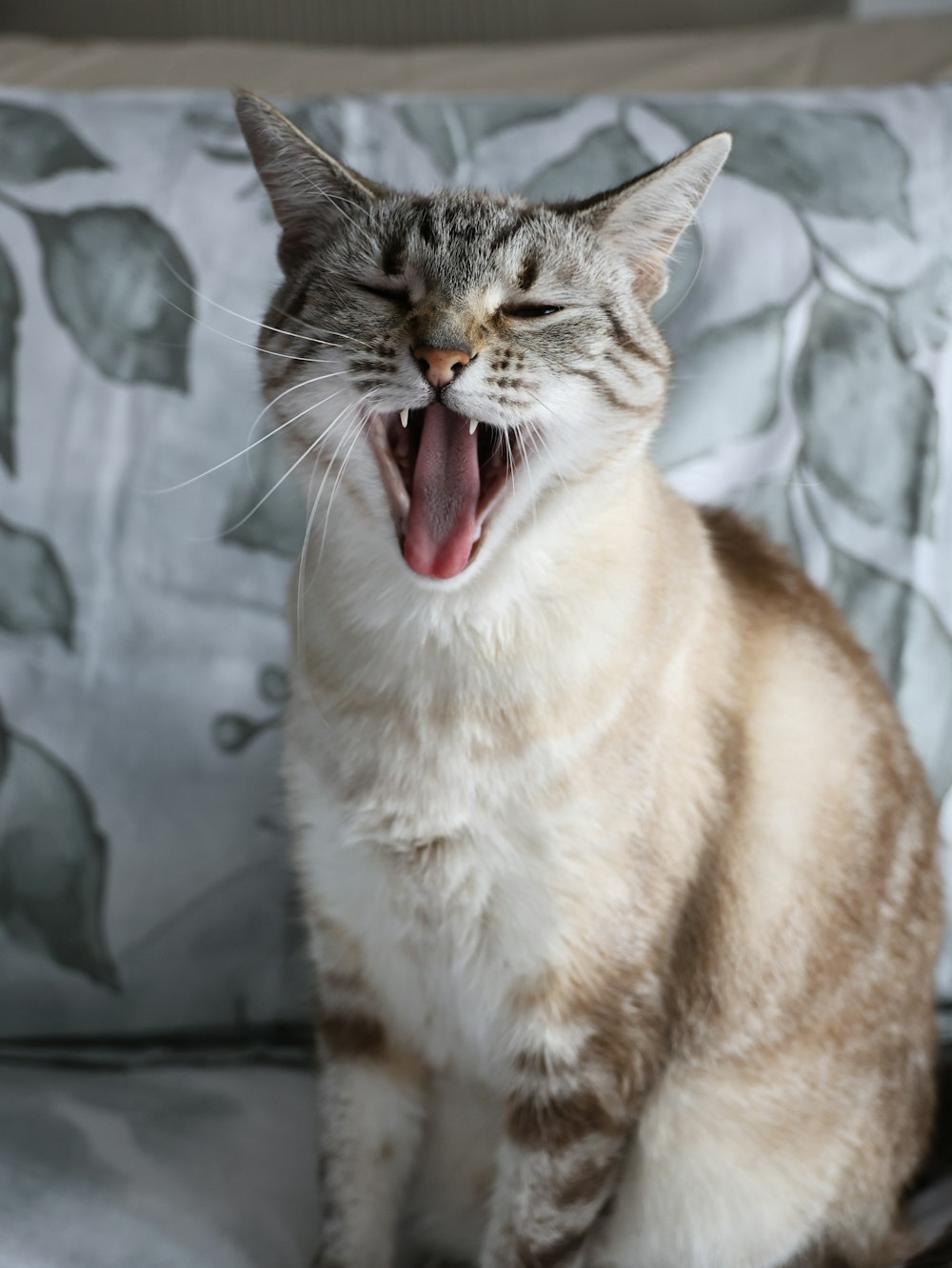 a cat yawns while sitting on a couch