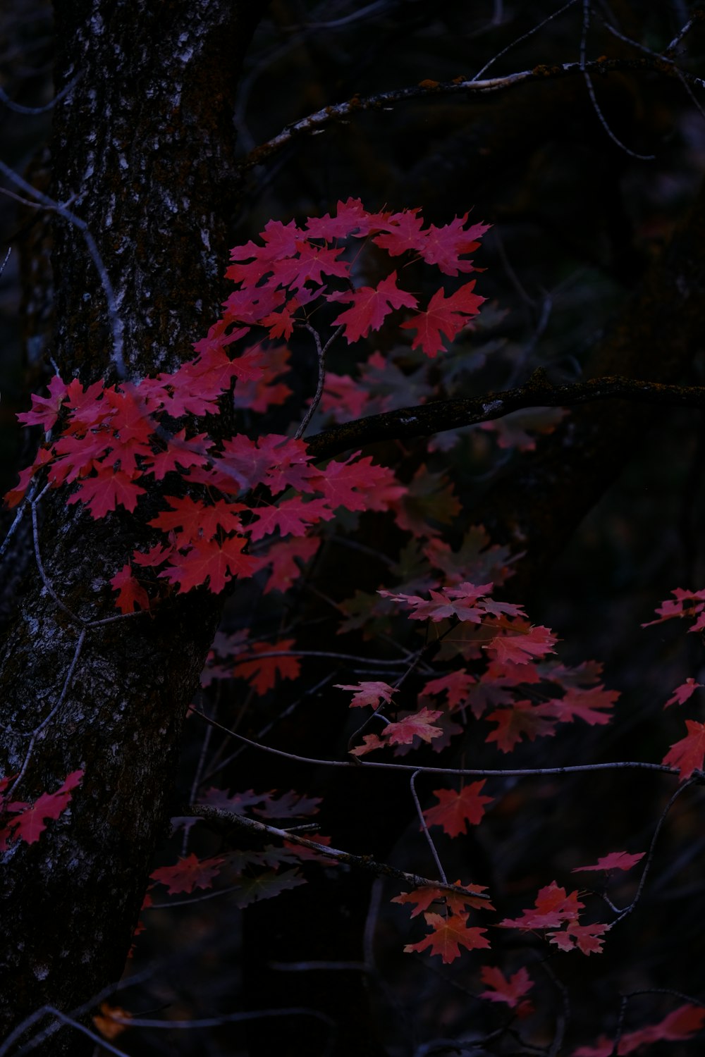 a tree with red leaves in the dark