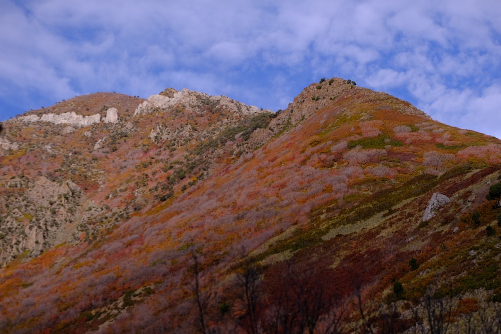 a very tall mountain covered in lots of trees