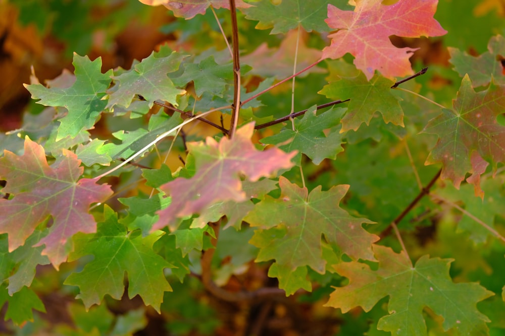 a bunch of leaves that are on a tree