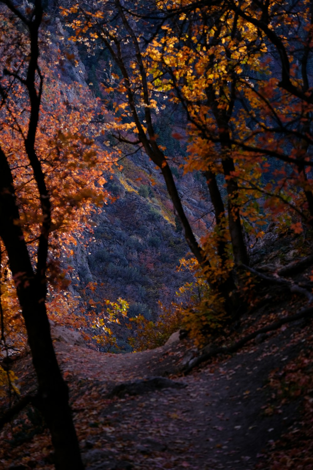 a path through a forest with lots of trees