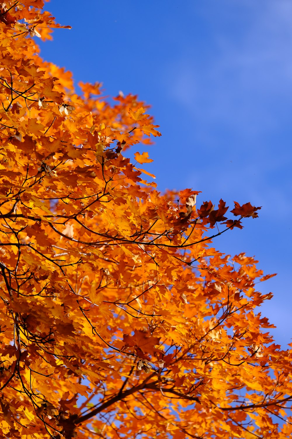 a tree with yellow leaves and a blue sky in the background