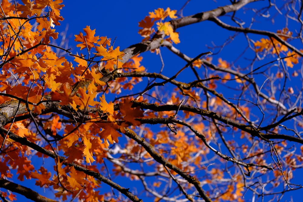 the branches of a tree with orange leaves against a blue sky