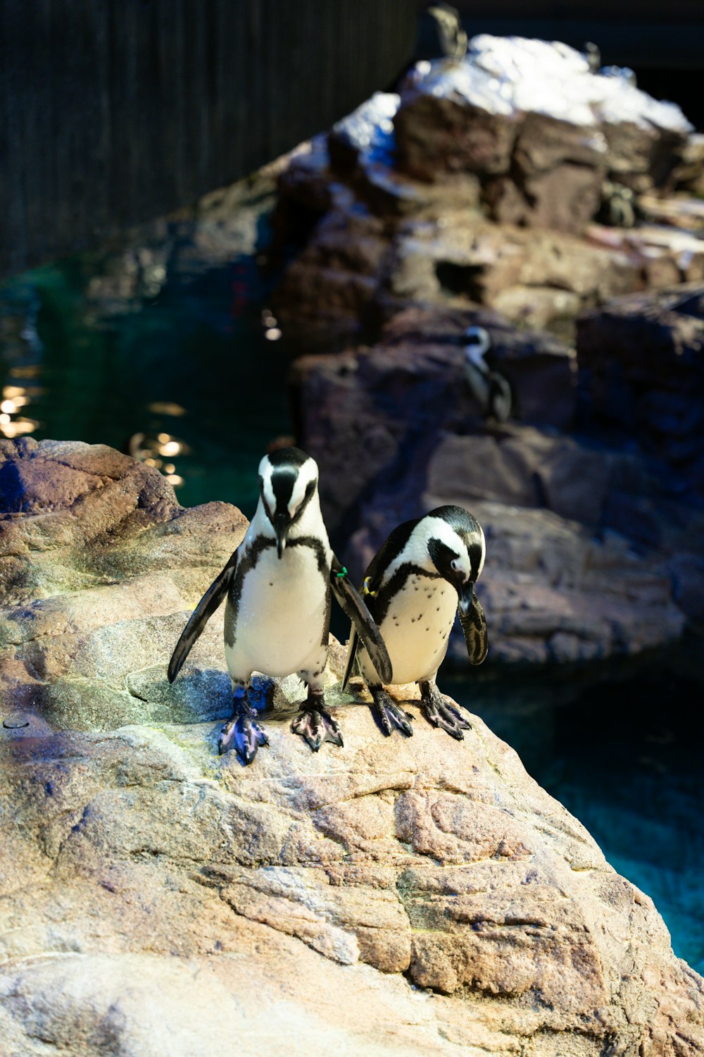 a couple of penguins standing on top of a rock