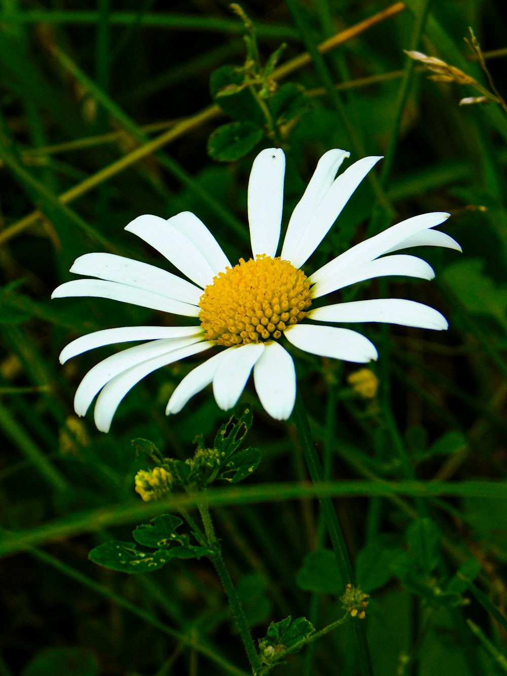 a close up of a white and yellow flower