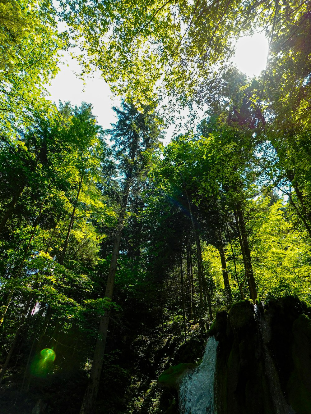 the sun shines through the trees in the forest