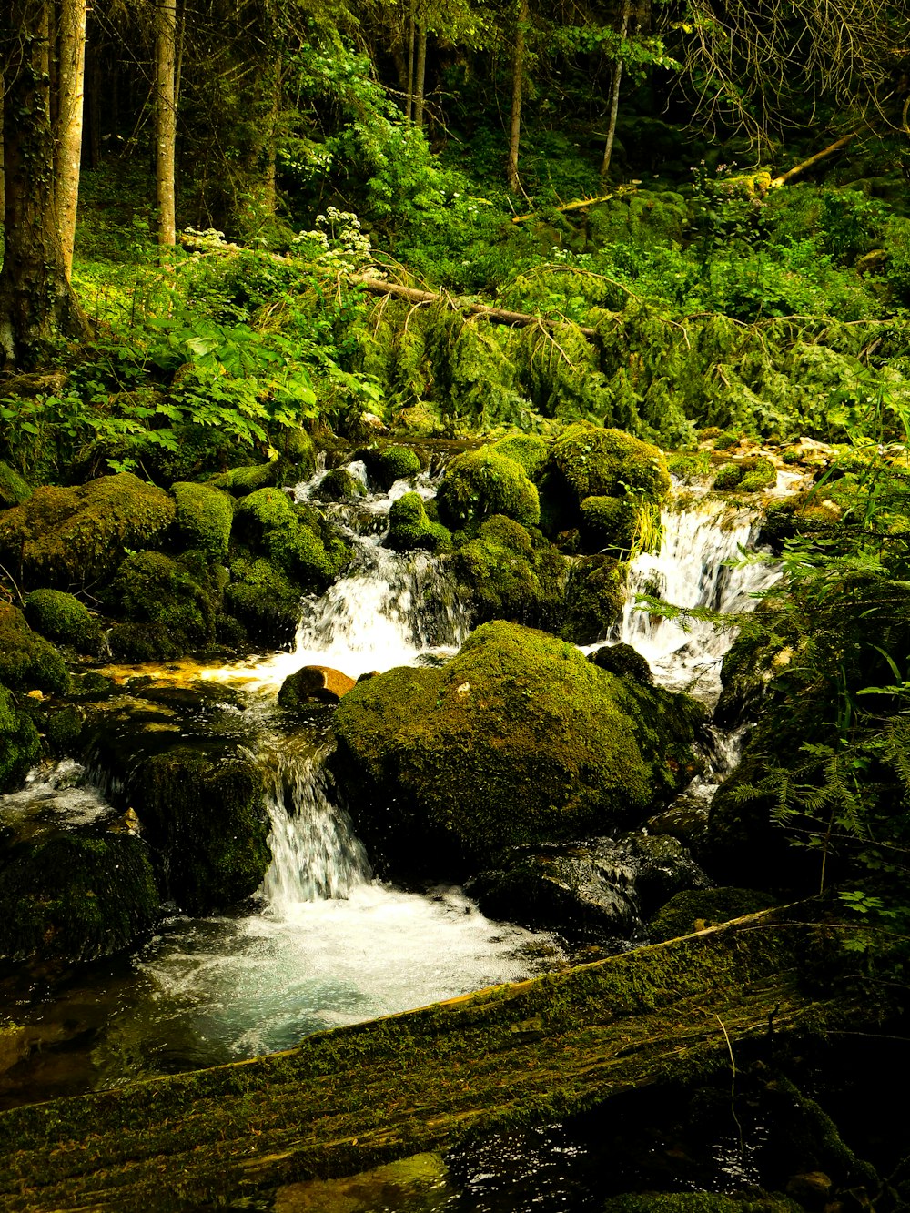 a stream running through a lush green forest