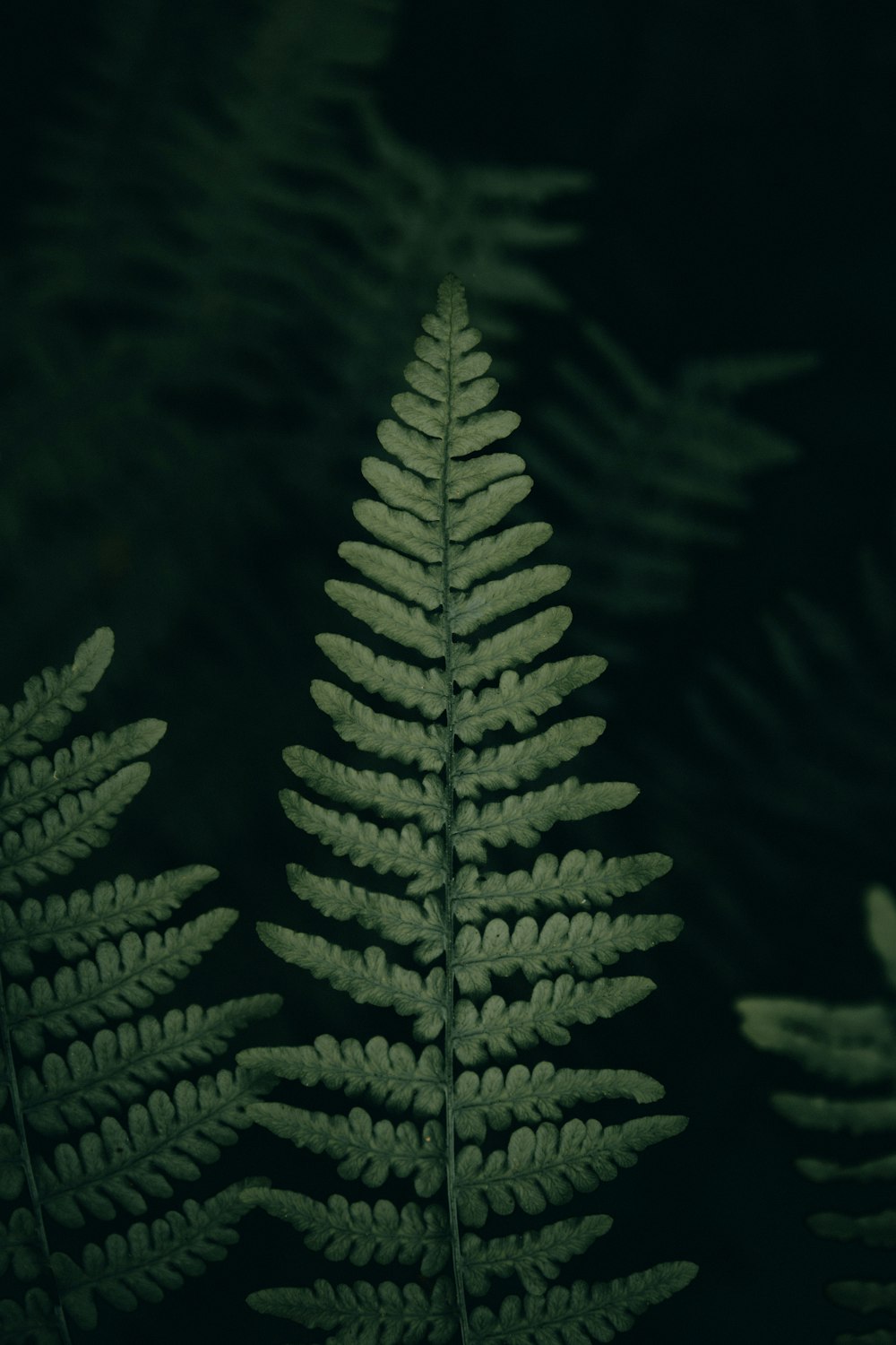 a close up of a fern leaf in the dark