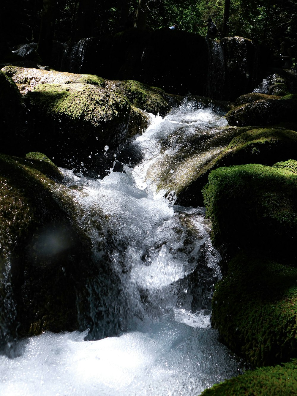 a stream of water running through a lush green forest