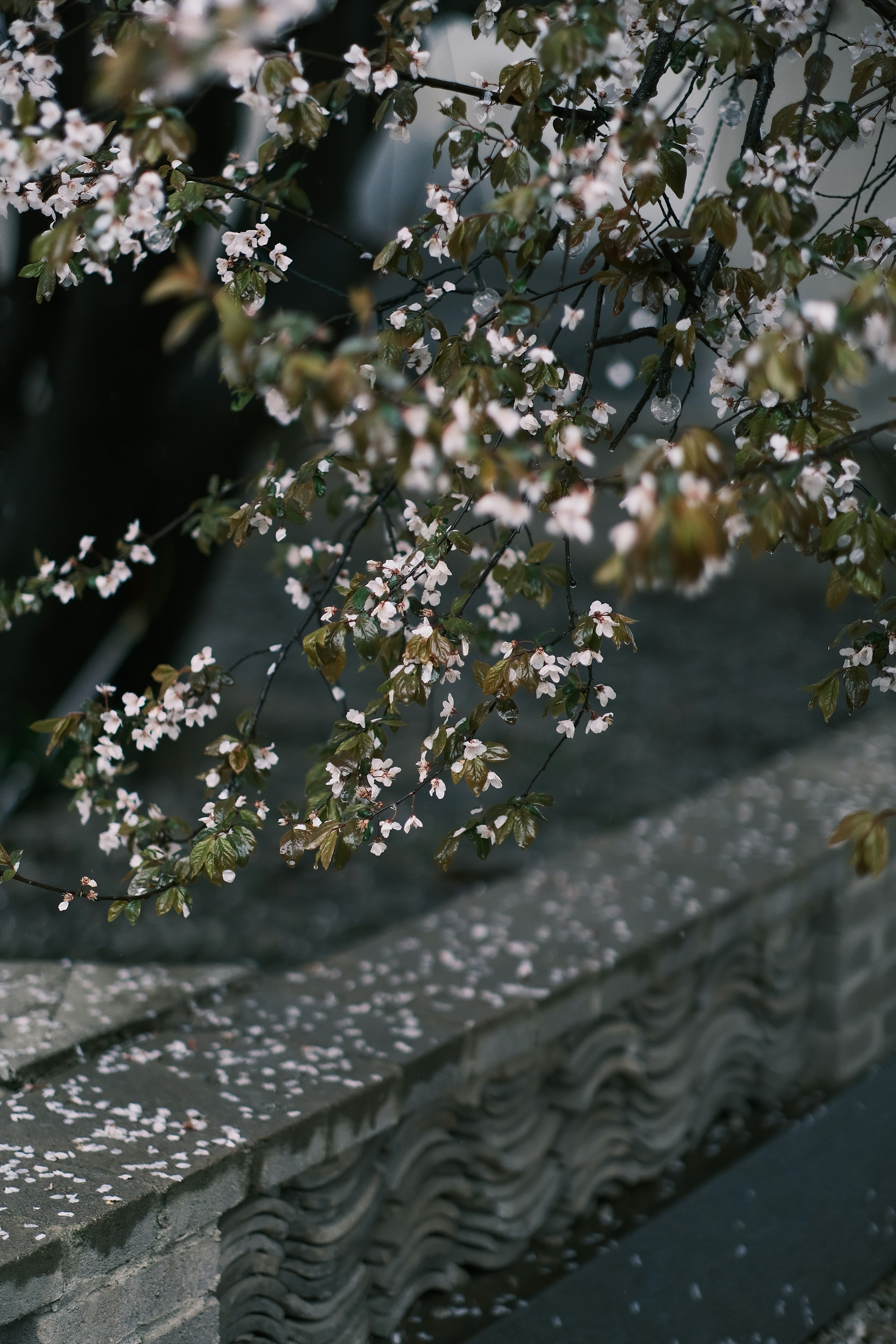 Photo by maycloudbackup