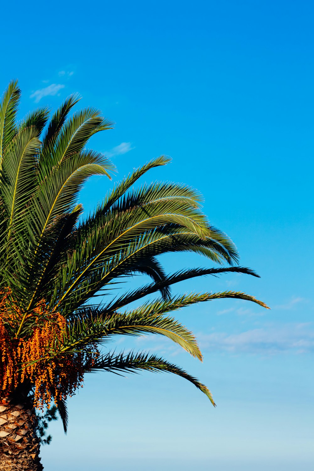 a palm tree with a blue sky in the background