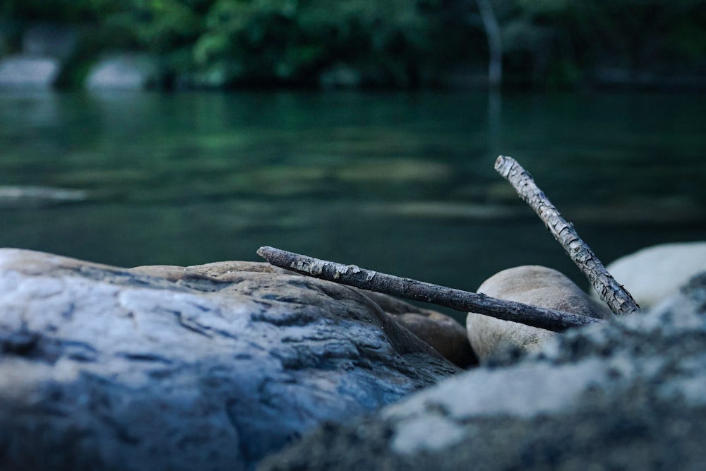 a branch laying on top of a rock next to a river