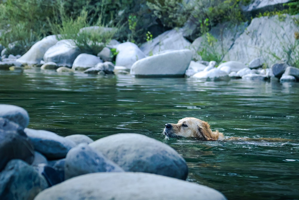 a dog swimming in a river with rocks in the background
