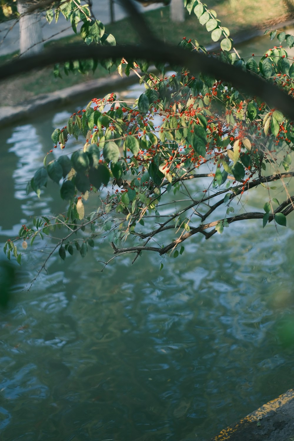 a tree branch hanging over a body of water
