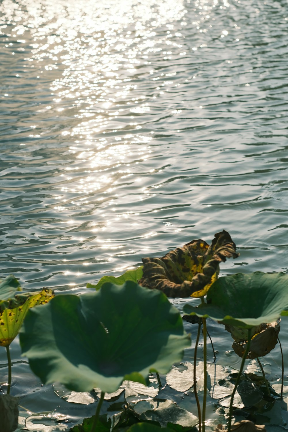 a large leaf floating on top of a body of water