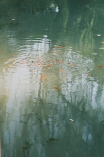 A serene fish pond at sunrise with gentle ripples on the water surface.