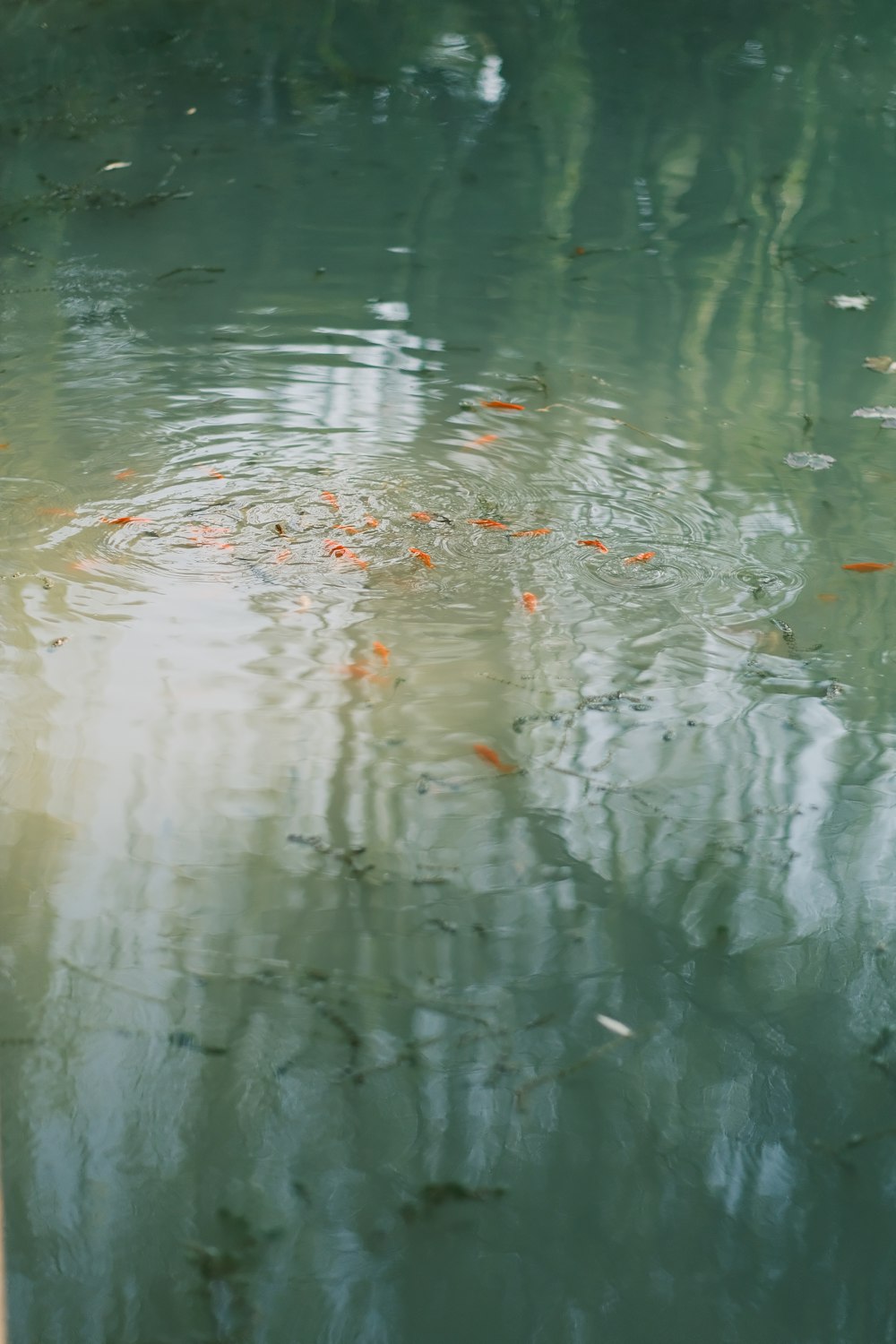 a bird is sitting on the edge of a body of water