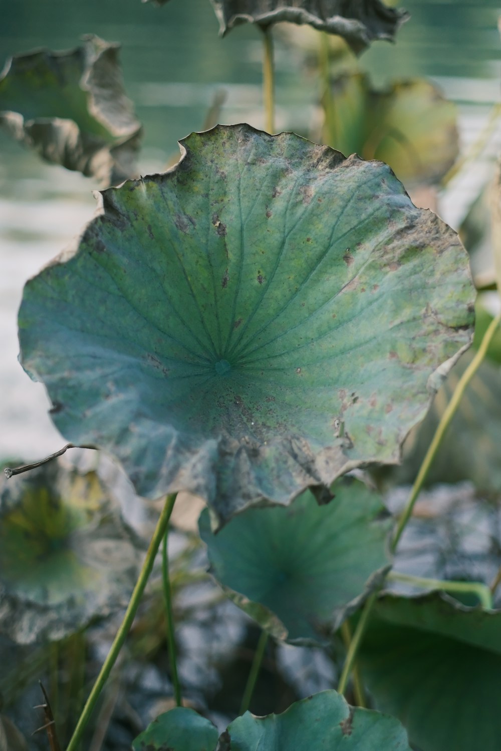 a close up of a large leaf on a plant