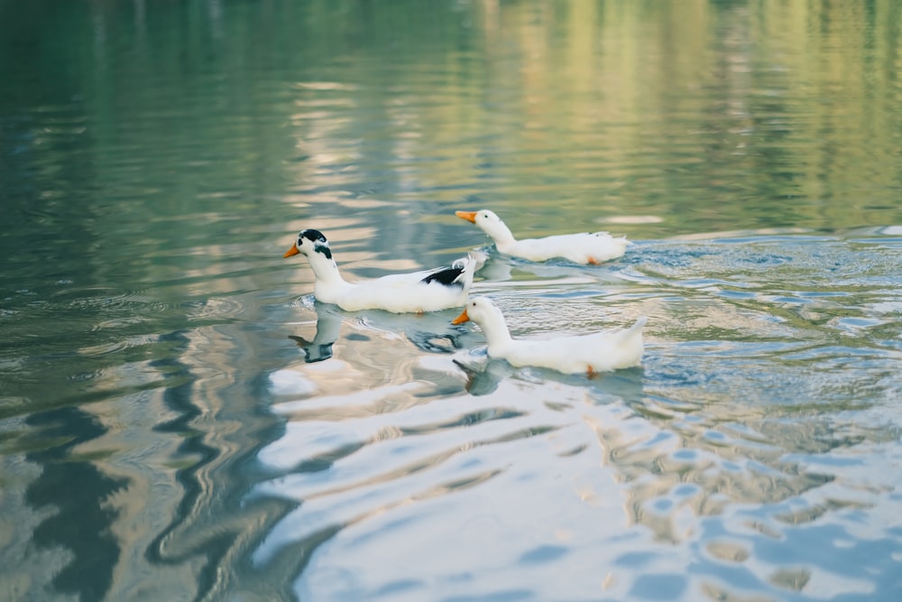 two ducks are swimming in the water